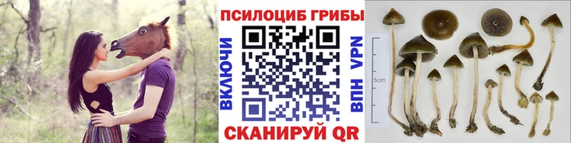 Псилоцибиновые грибы Magic Shrooms Ногинск